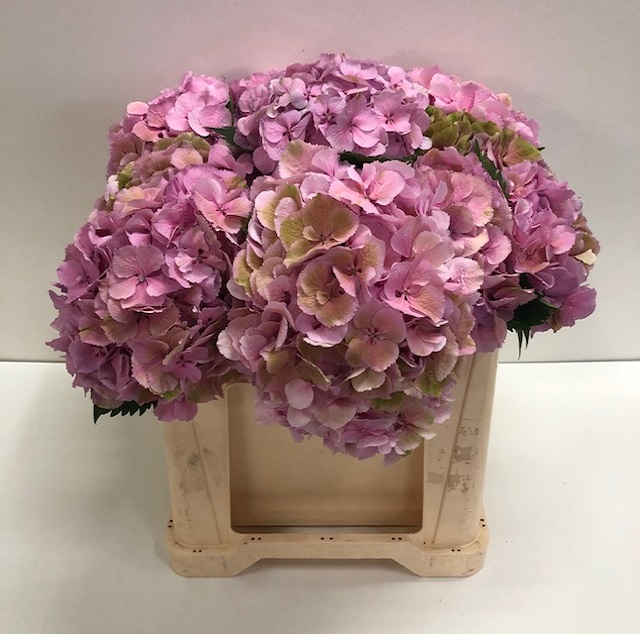 Hydrangea elbtal classic.jpg